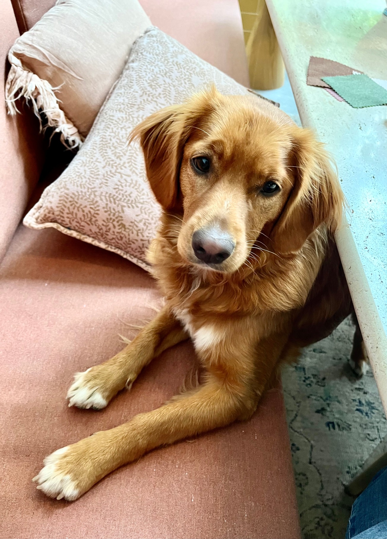 Kim Hondje